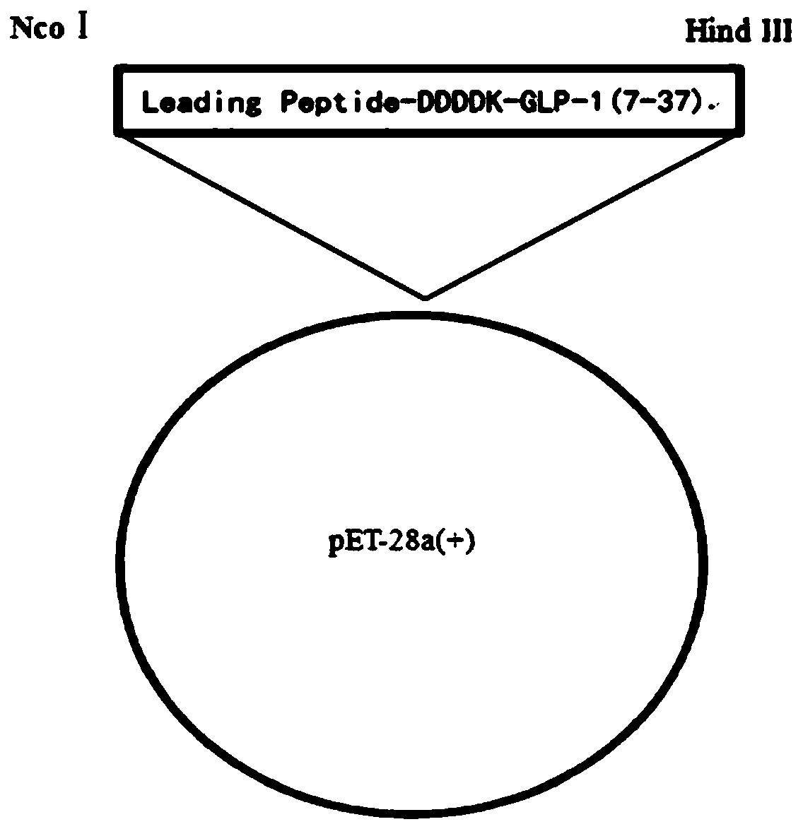 Fusion protein and method for preparing liraglutide intermediate polypeptide