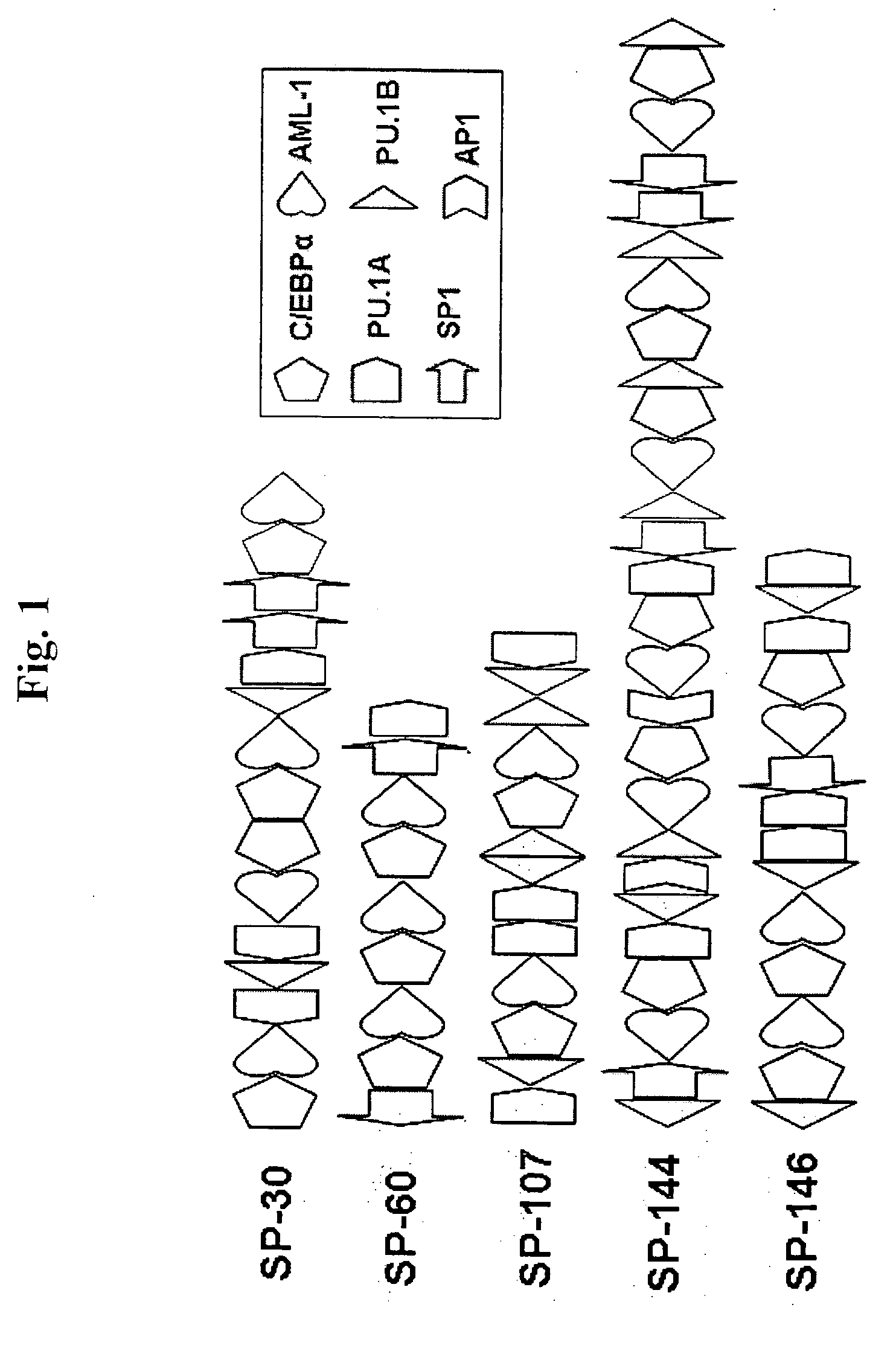 Methods and compositions for bone marrow stem cell-derived macrophage delivery of genes for gene therapy