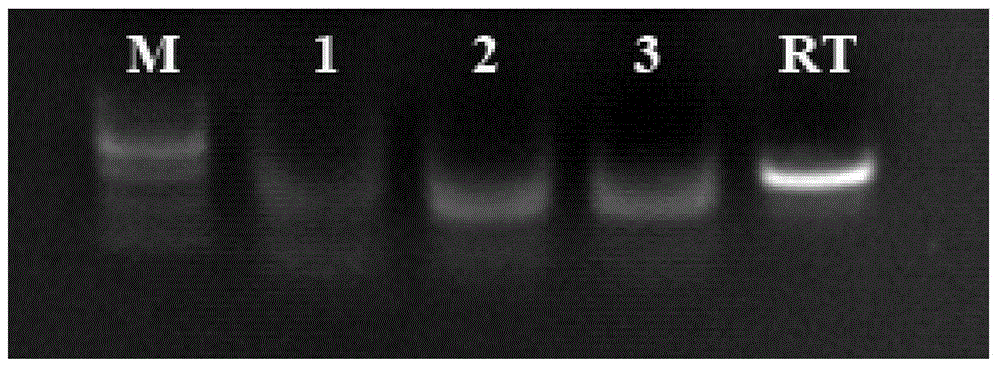 NASBA-ELISA (nucleic acid sequence-based amplification-enzyme-linked immuno sorbent assay) detection primer, probe and kit for type II grass carp reovirus