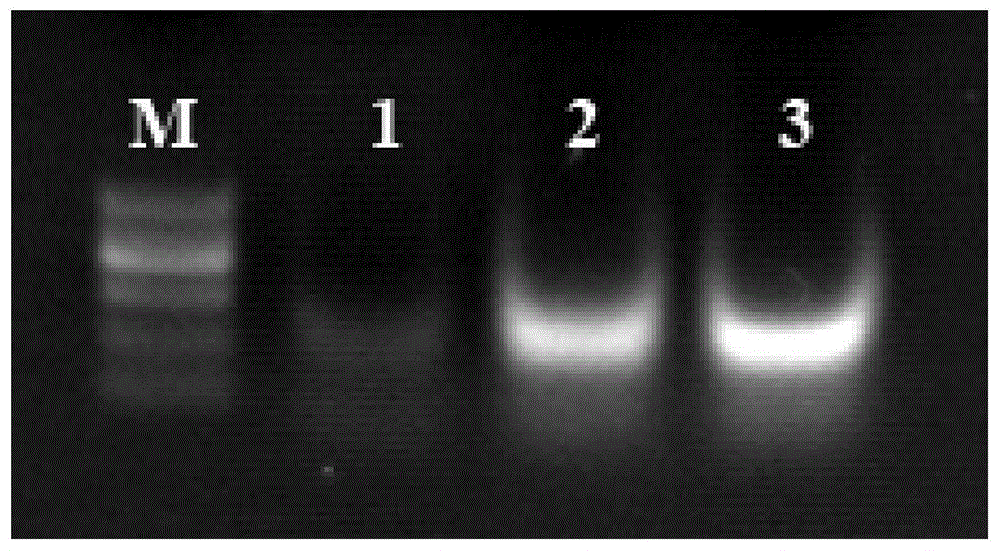 NASBA-ELISA (nucleic acid sequence-based amplification-enzyme-linked immuno sorbent assay) detection primer, probe and kit for type II grass carp reovirus