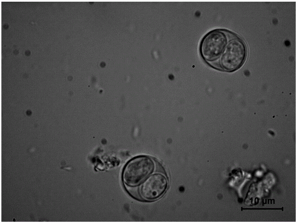 Preparation, purification and storage method of toxoplasma gondii oocysts