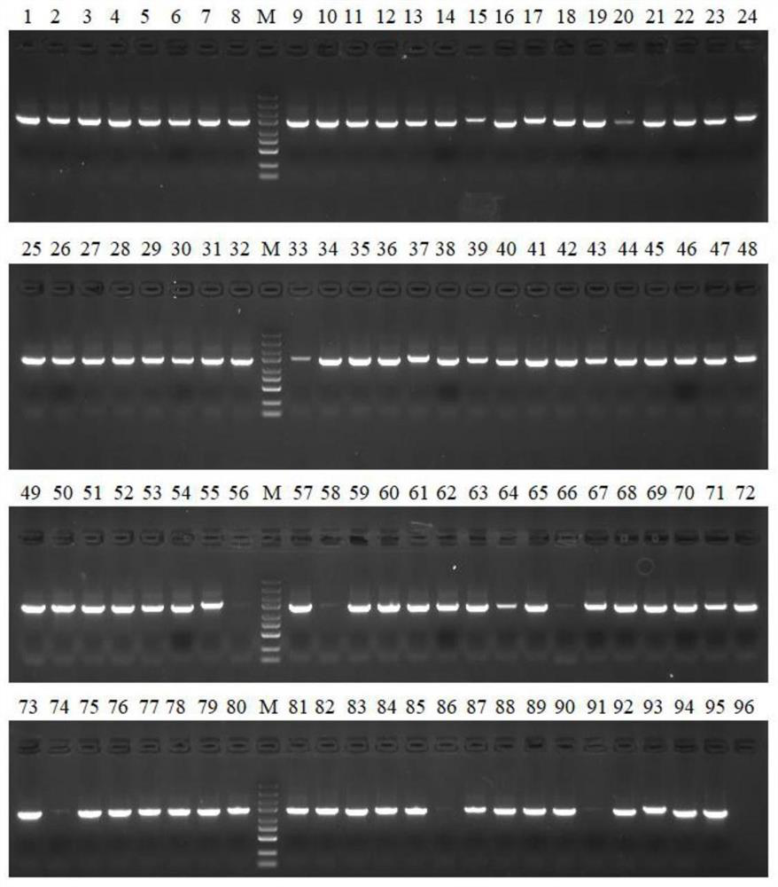 High-throughput screening tool for enabling escherichia coli to obtain effective NHEJ system and application of high-throughput screening tool