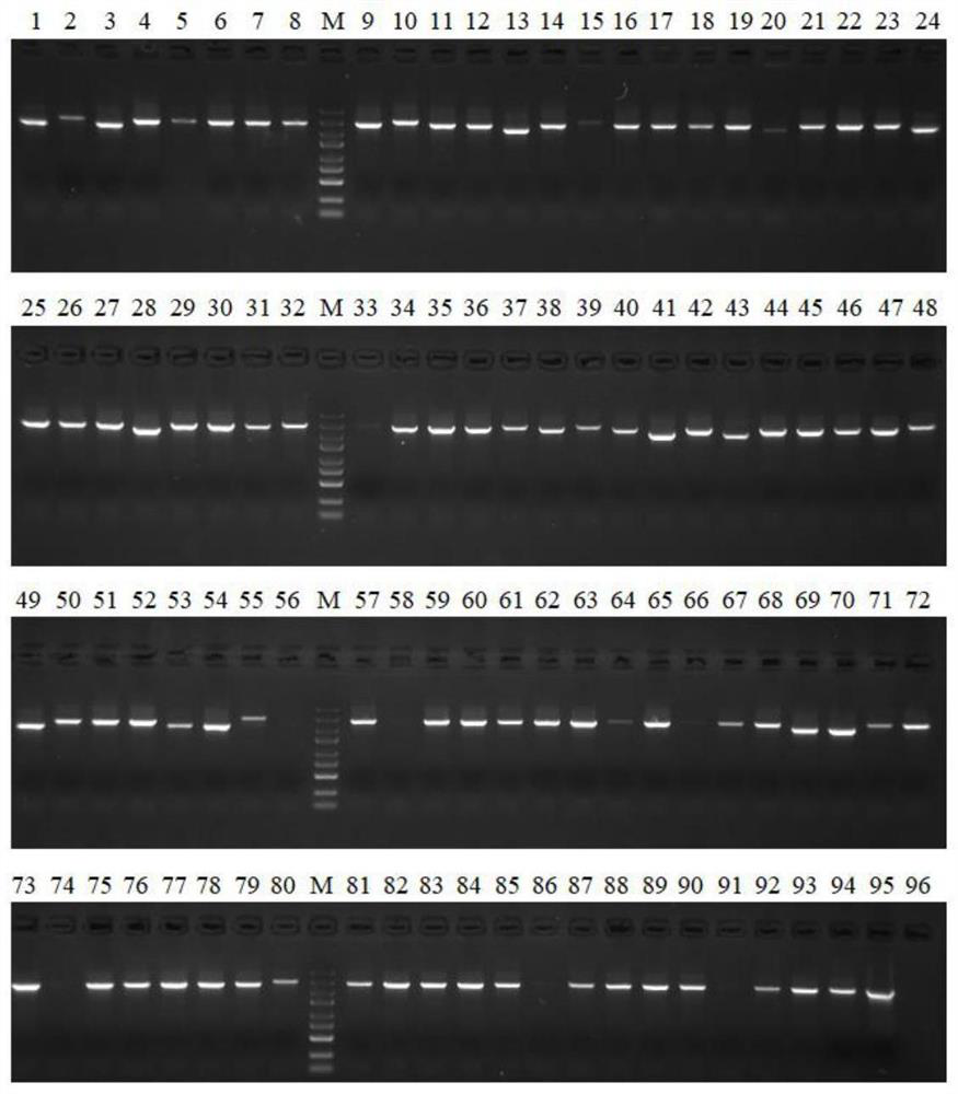 High-throughput screening tool for enabling escherichia coli to obtain effective NHEJ system and application of high-throughput screening tool