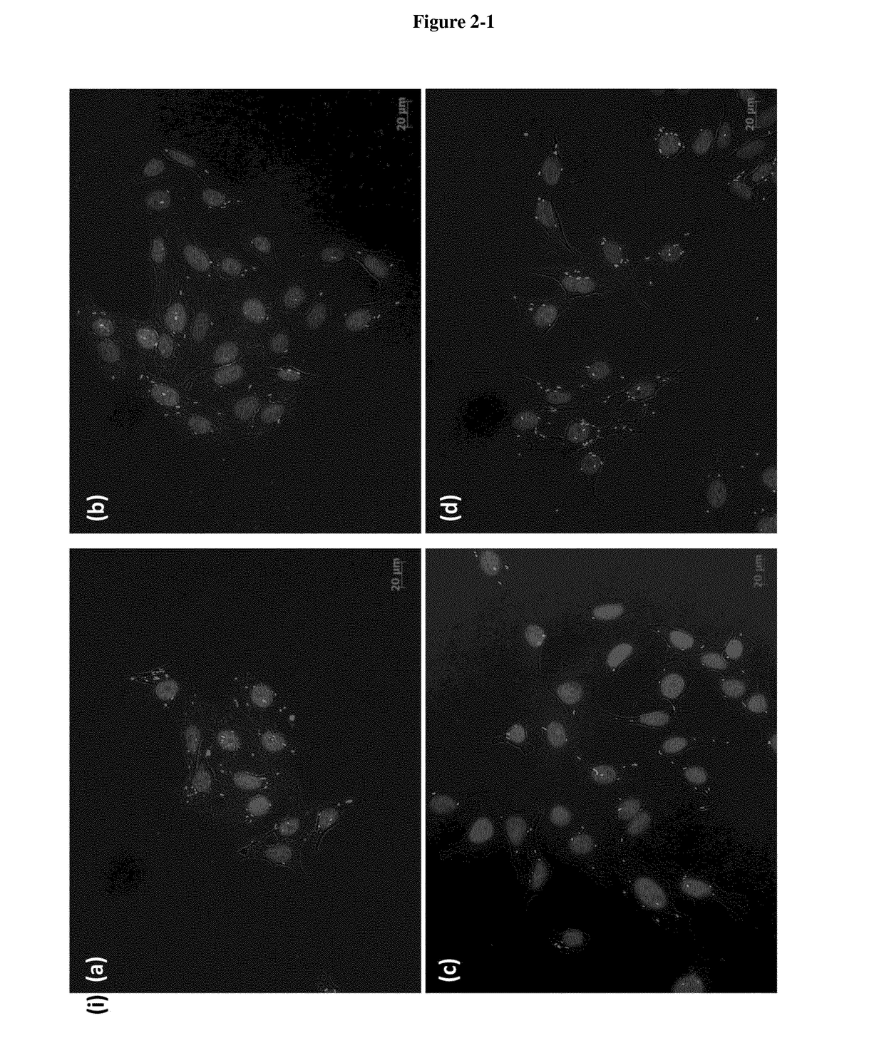 Methods and compositions of carrier systems for the purpose of intracellular drug targeting