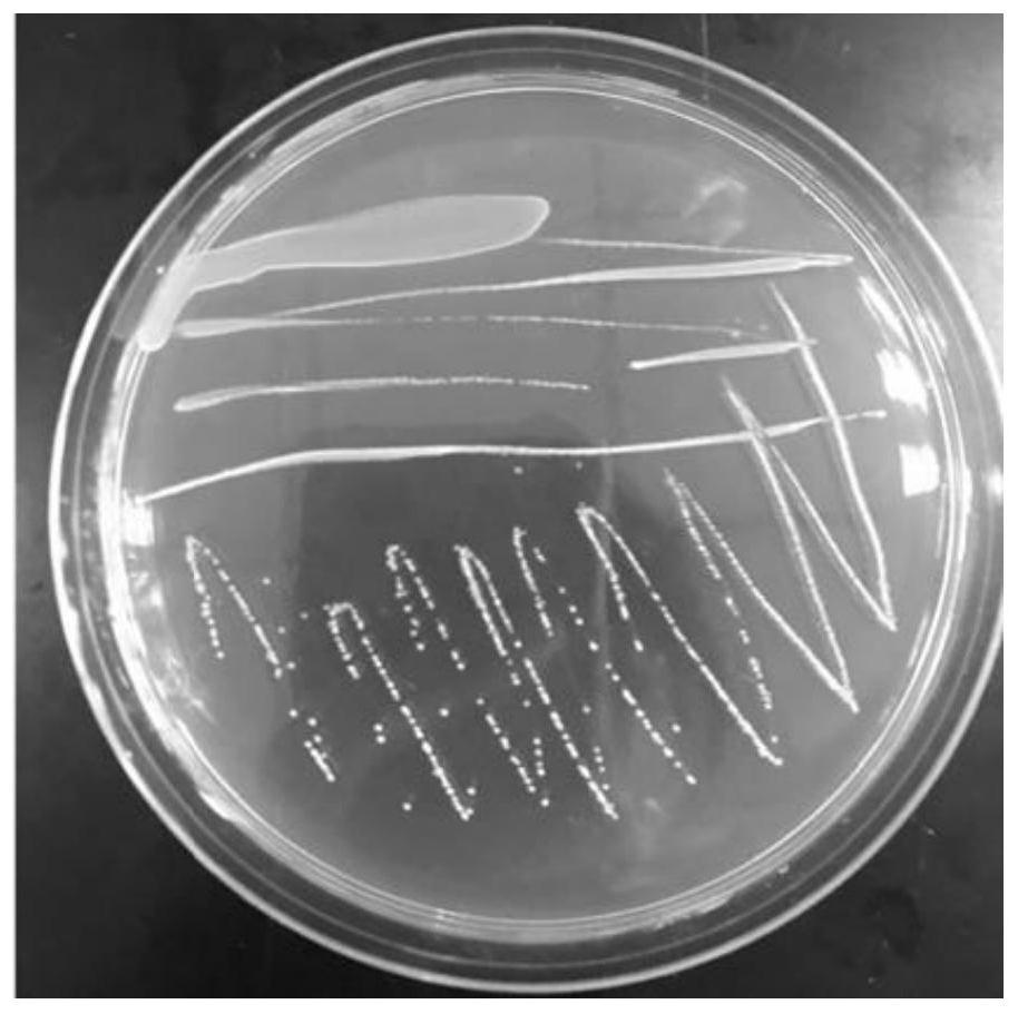 Lactobacillus rhamnosus CCFM1130 and application thereof in relieving and treating gout