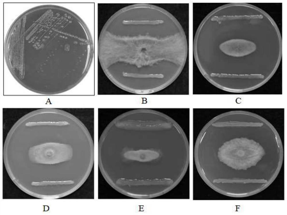 A kind of pantoea agglomerans bacterial strain and its application