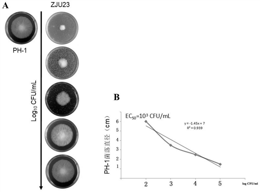 A kind of pantoea agglomerans bacterial strain and its application