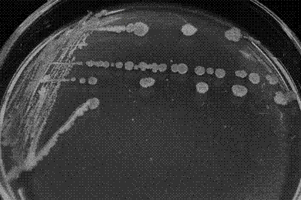 Diethylamine degradation pseudomonas strain EYA-2 and application thereof