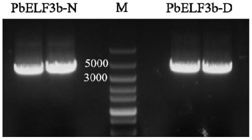 Specific molecular marker of pbelf3b gene in pear and its application