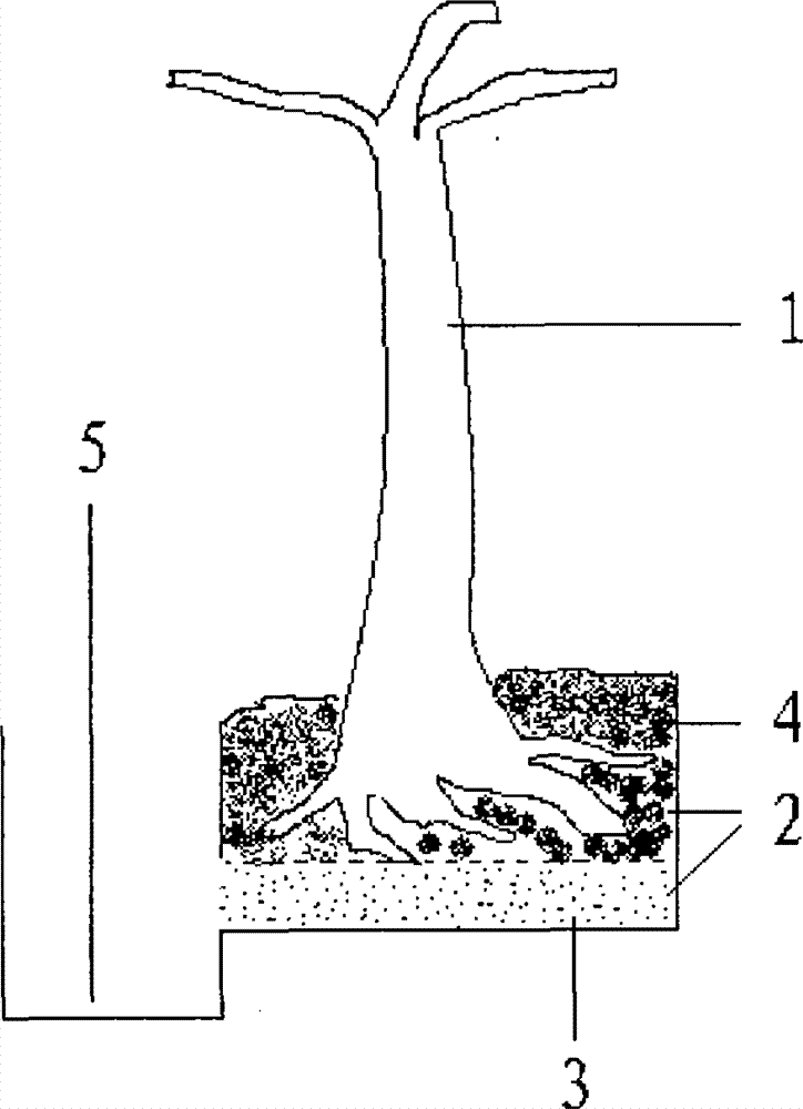 Transplanting method of big trees