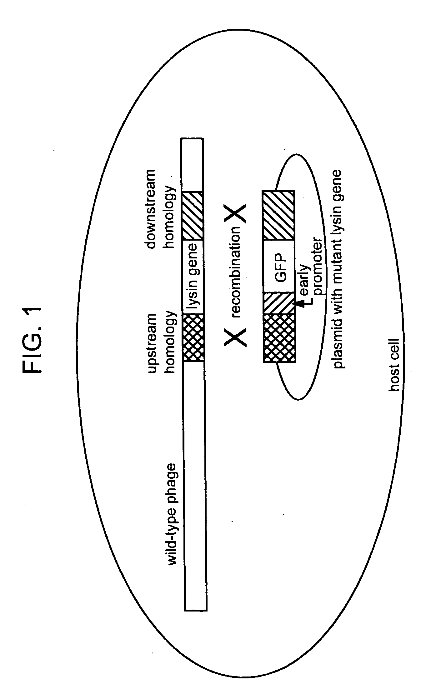 Lysin-deficient bacteriophages having reduced immunogenicity