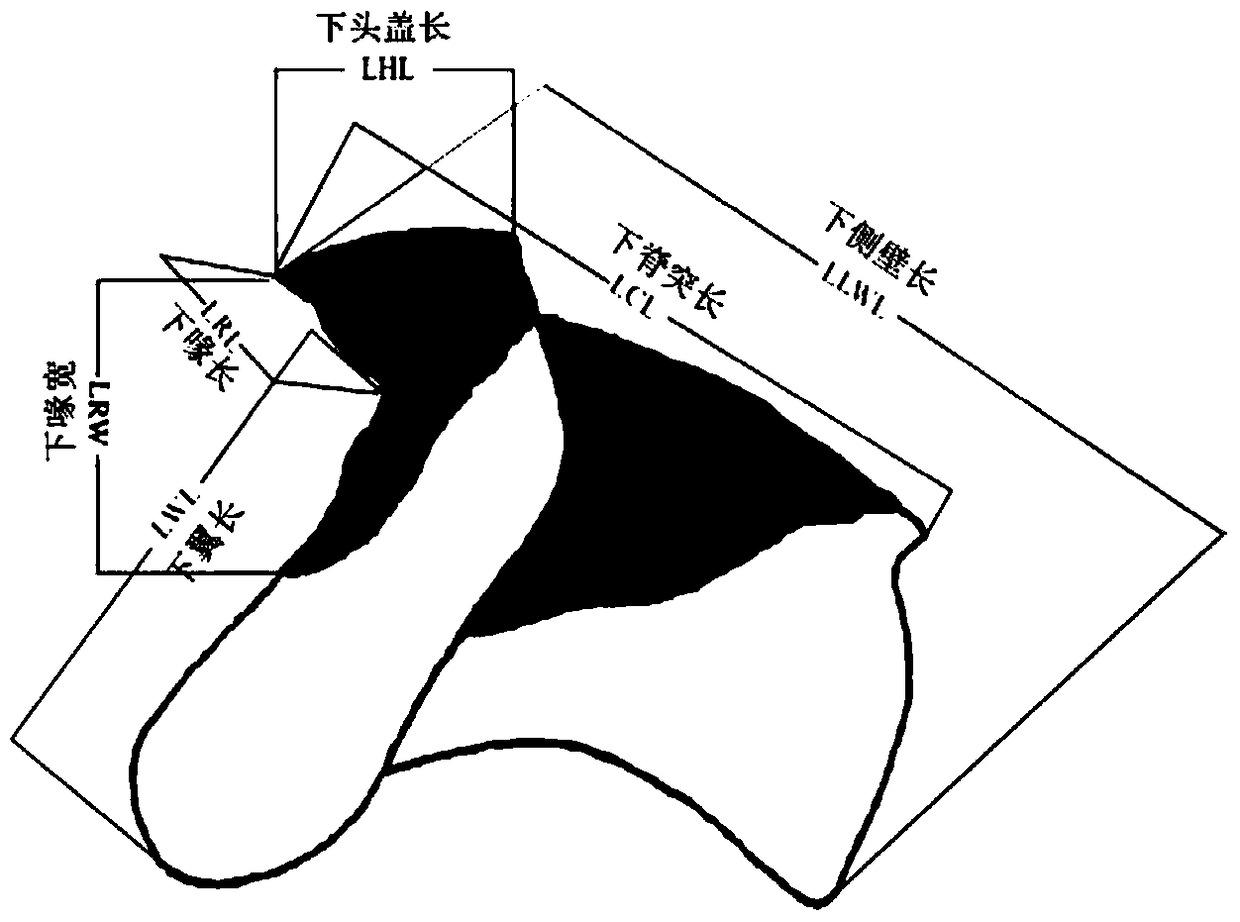 A method for studying cephalopod growth using grading of horny jaw pigmentation