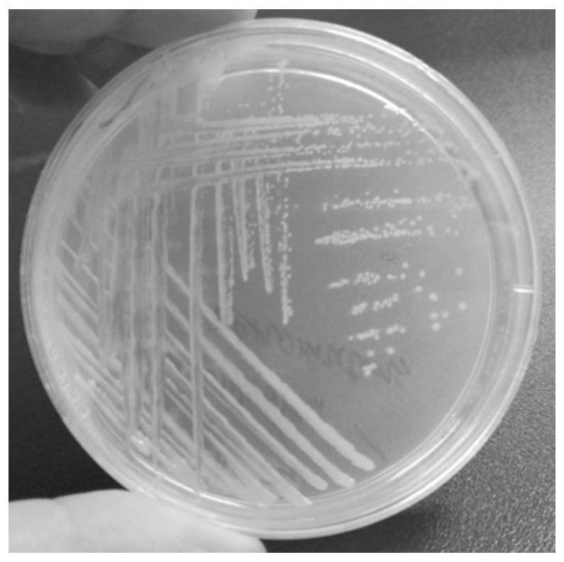 A polycyclic aromatic hydrocarbon degrading bacterium and its screening method and application