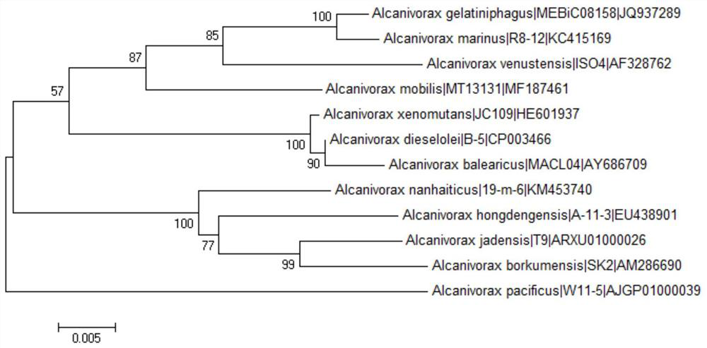 A polycyclic aromatic hydrocarbon degrading bacterium and its screening method and application