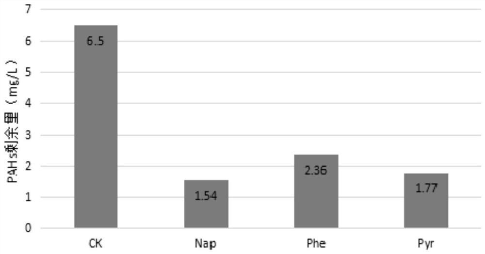 A polycyclic aromatic hydrocarbon degrading bacterium and its screening method and application