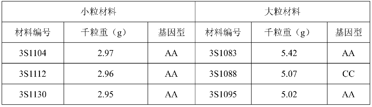 A molecular marker associated with rapeseed thousand-grain weight and its application