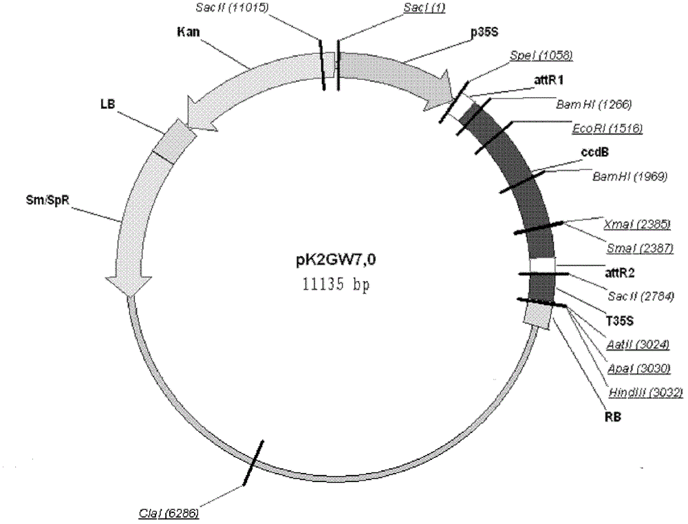 Soybean holy bean 9# NAC transcription factor gene GmST1 and application thereof