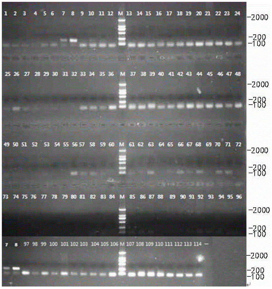 Aphid aphid specific ss-coi primer, kit containing the primer and detection method thereof