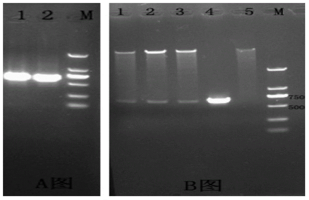 Brucella omp31 antigenic epitope and monoclonal antibody thereof, and application of brucella omp31 antigenic epitope and monoclonal antibody thereof