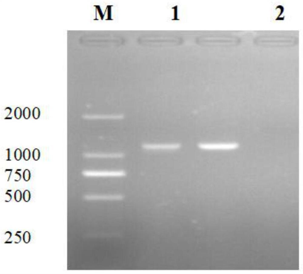 Riemerella anatipestifer DNA vaccine based on RA OmpA gene as well as preparation method and identification method of riemerella anatipestifer DNA vaccine