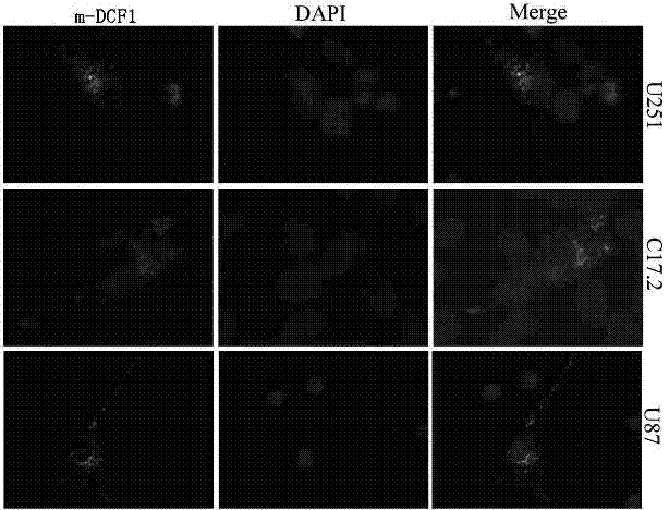 Specific interaction of dentritic cell factor 1 (DCF1) genes and transmembrane protein 59 like (TMEM 59 L) genes