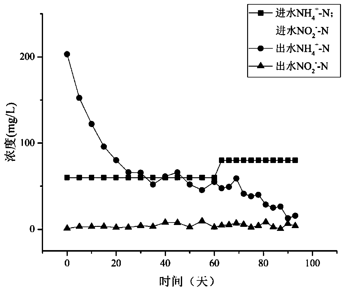 A kind of composite biological filler that promotes rapid start-up and stable operation of anaerobic ammonium oxidation and its preparation method and application