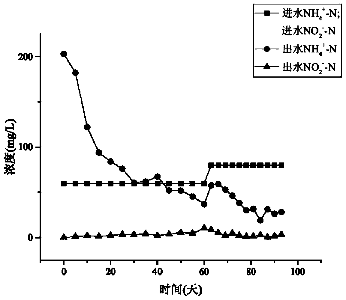 A kind of composite biological filler that promotes rapid start-up and stable operation of anaerobic ammonium oxidation and its preparation method and application