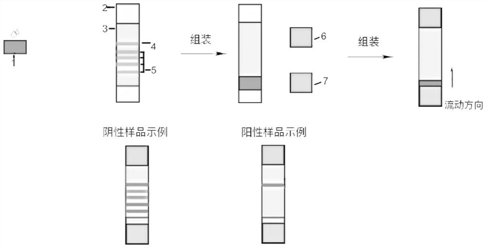 Test strip for semi-quantitatively detecting amantadine and preparation method and application of test strip