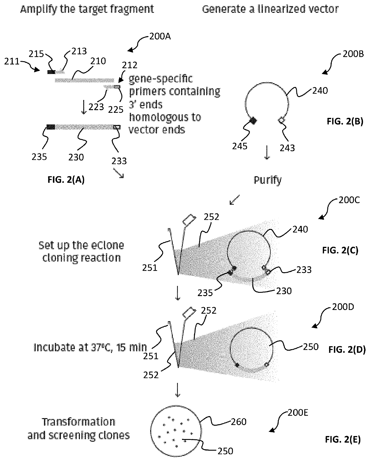 Mixture of cell extract and method for site-directed cloning