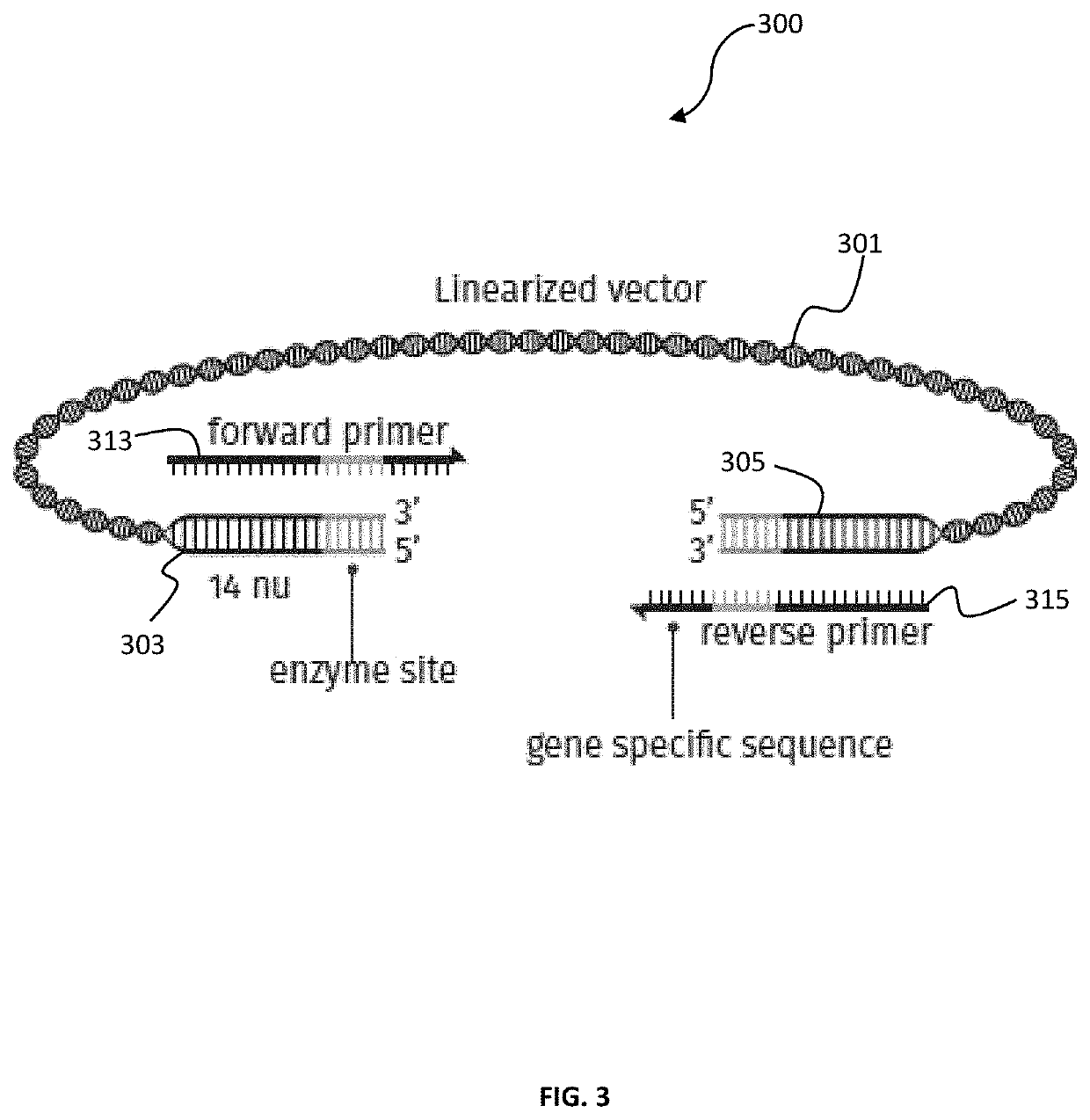 Mixture of cell extract and method for site-directed cloning