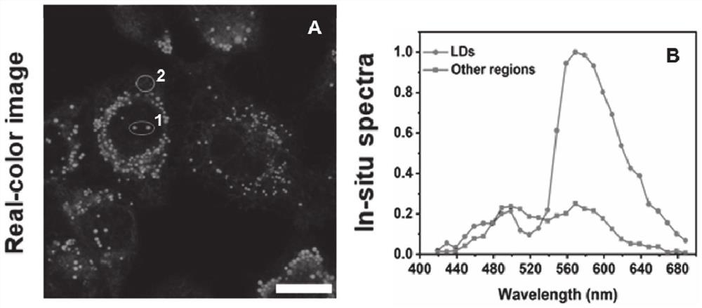 Single-molecule fluorescent probe capable of simultaneously imaging lipid droplets and endoplasmic reticulum in two colors and application of single-molecule fluorescent probe