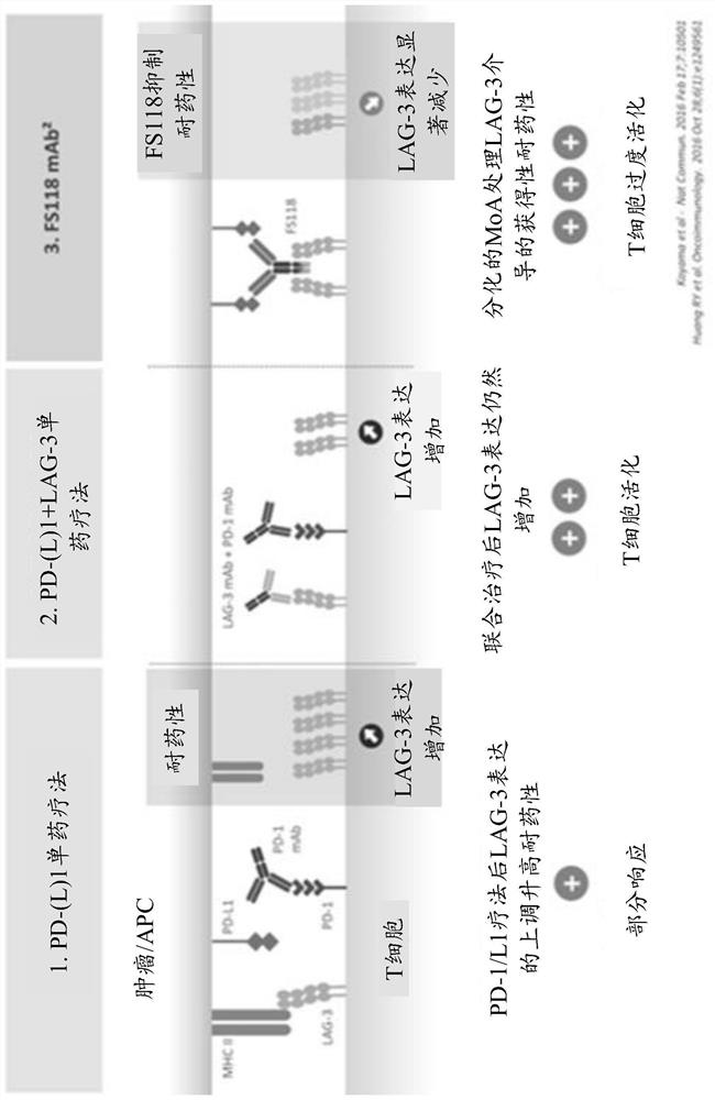 Dose regimen for administration of LAG-3/PD-L1 bispecific antibodies