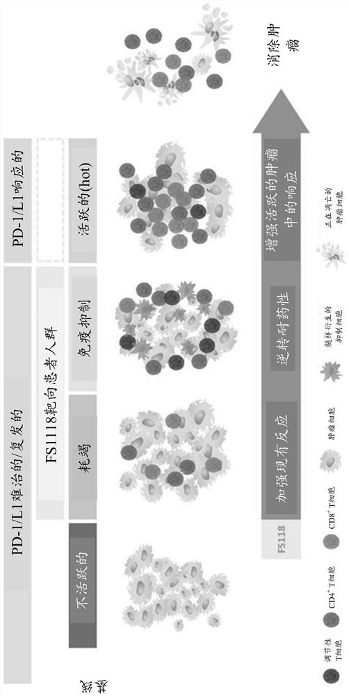 Dose regimen for administration of LAG-3/PD-L1 bispecific antibodies