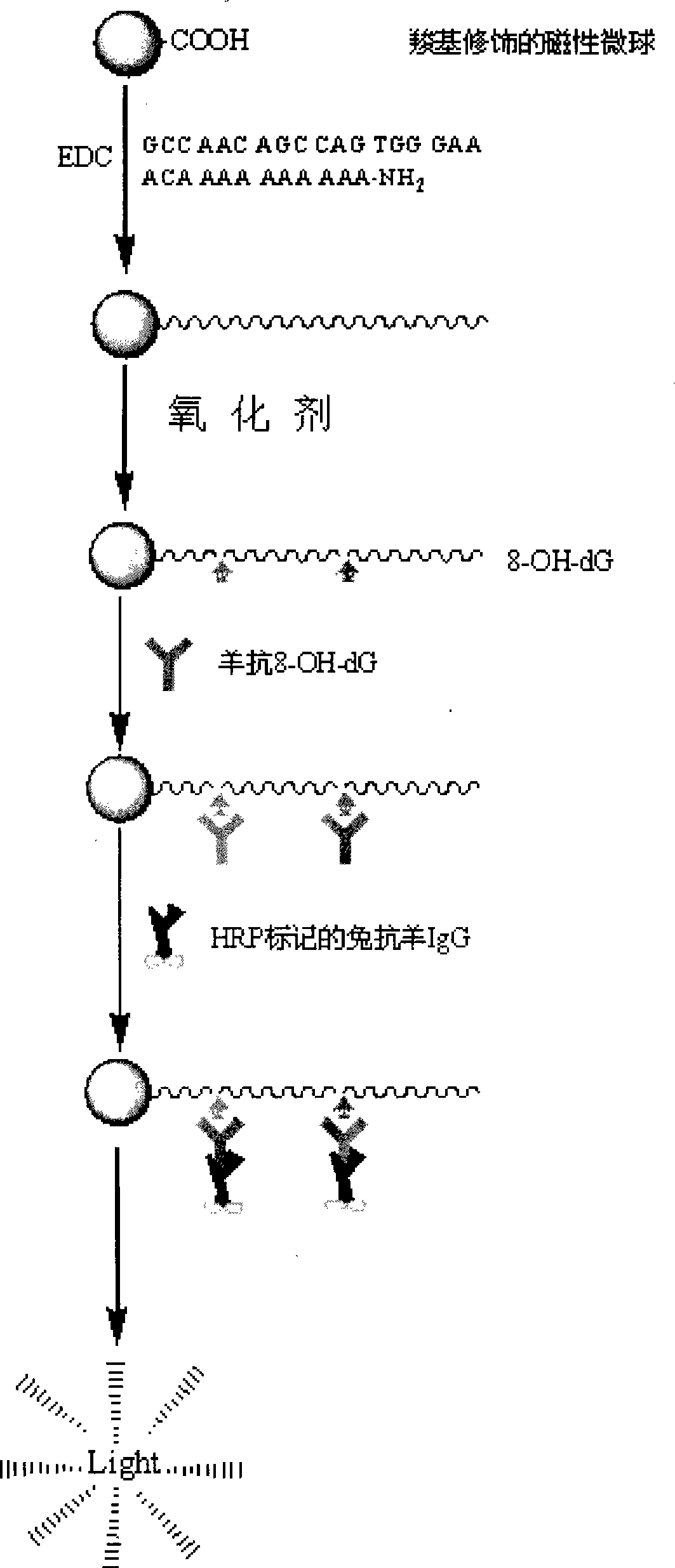 Method for evaluating protective action of Chinese herbal medicine to DNA oxidation damage