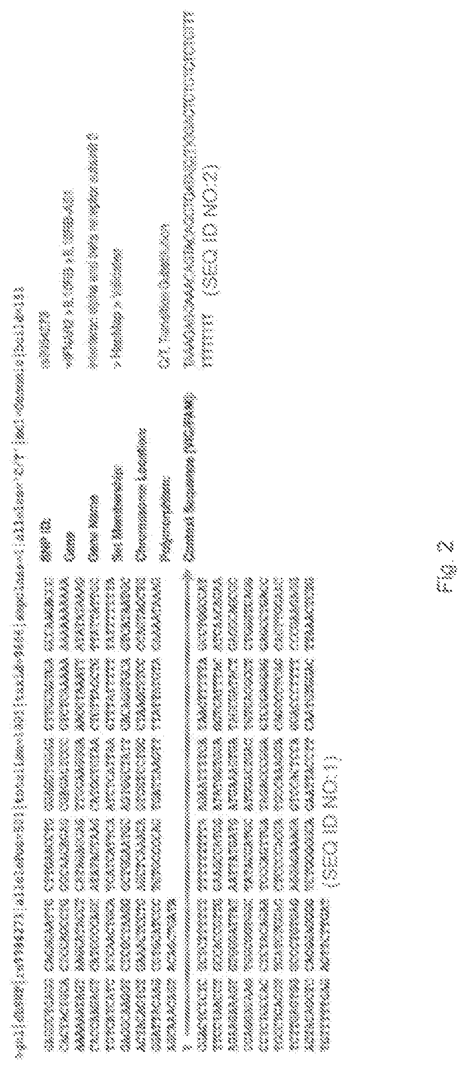 Method for determining patient's responsiveness to type 1 interferon treatment and use of type 1 interferon to treat patient having specified single nucleoide polymophism