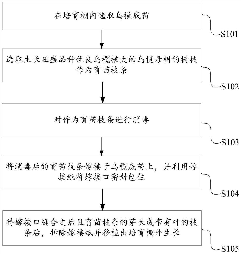 Cultivation method for grafting propagation of canarium pimela