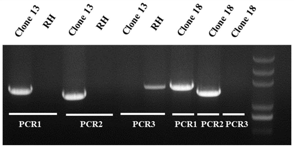 Attenuated live vaccine of Toxoplasma gondii lacking ap2iv-1 gene and its construction method