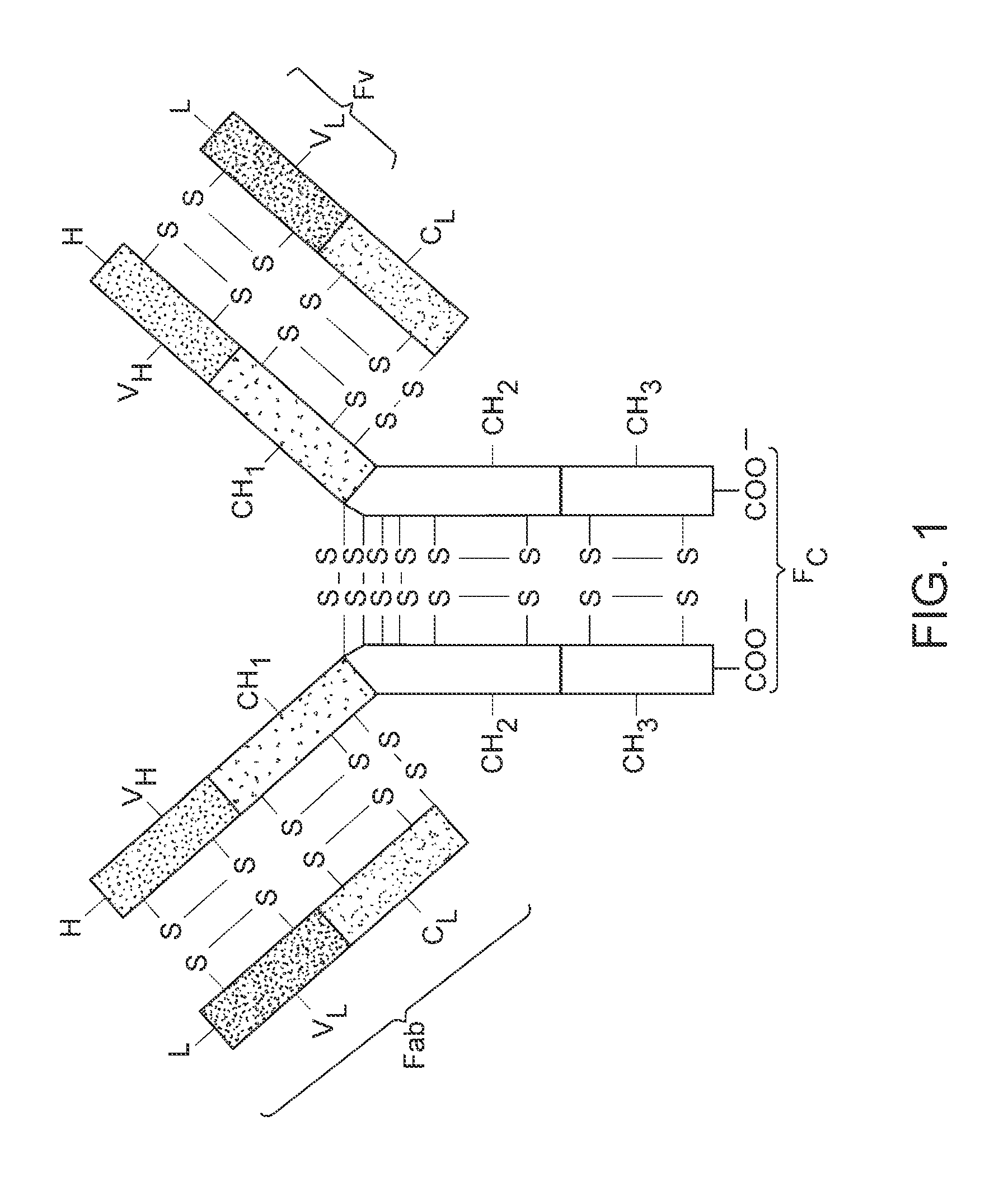 Anti-FGFR2 antibodies