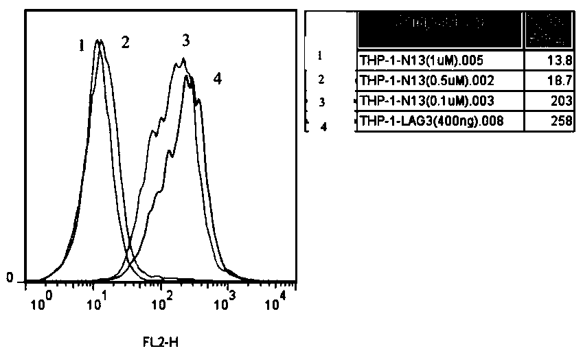 lag-3 affinity peptide n13, preparation method and application thereof