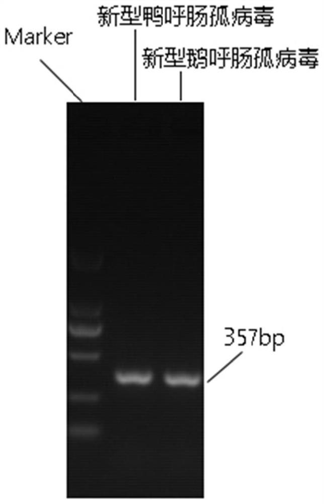 Detection kit for identifying novel duck reovirus and novel goose reovirus and application thereof