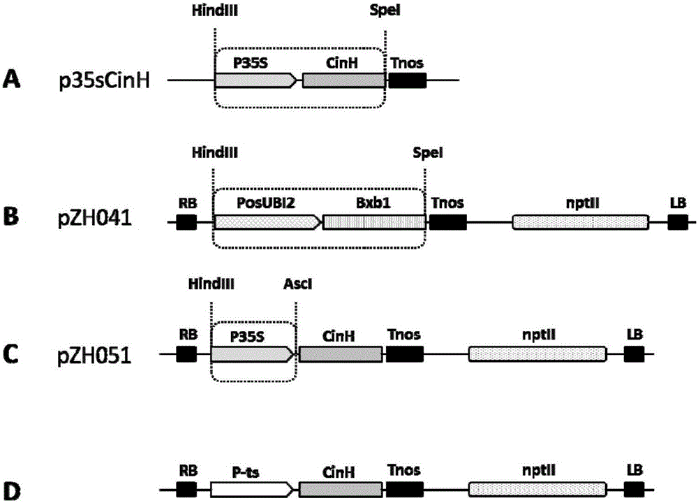 Rice seed specific expression promoter and application thereof