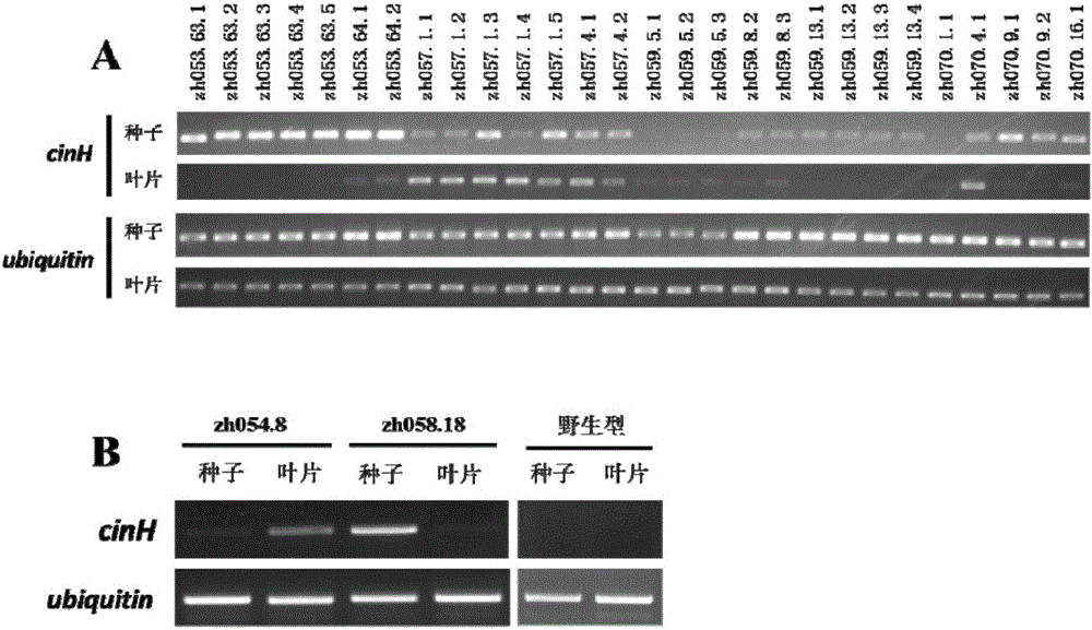 Rice seed specific expression promoter and application thereof