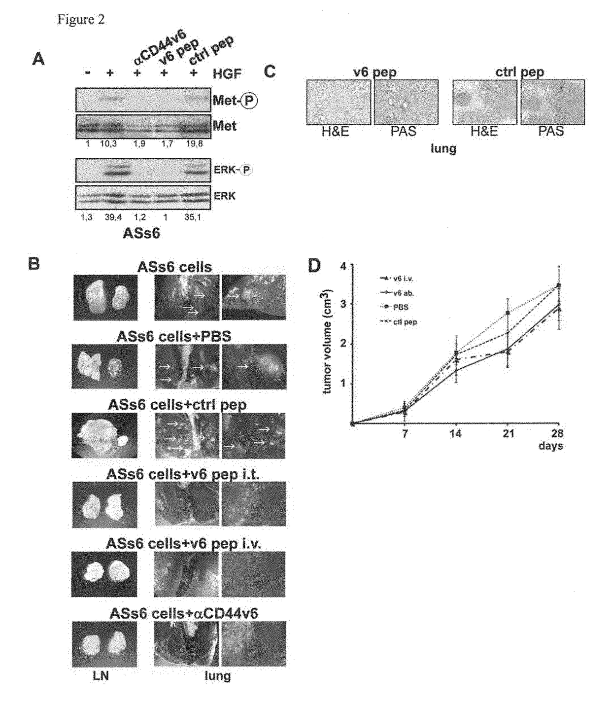 CD44V6-Derived Peptides for Treating Metastasizing Cancer