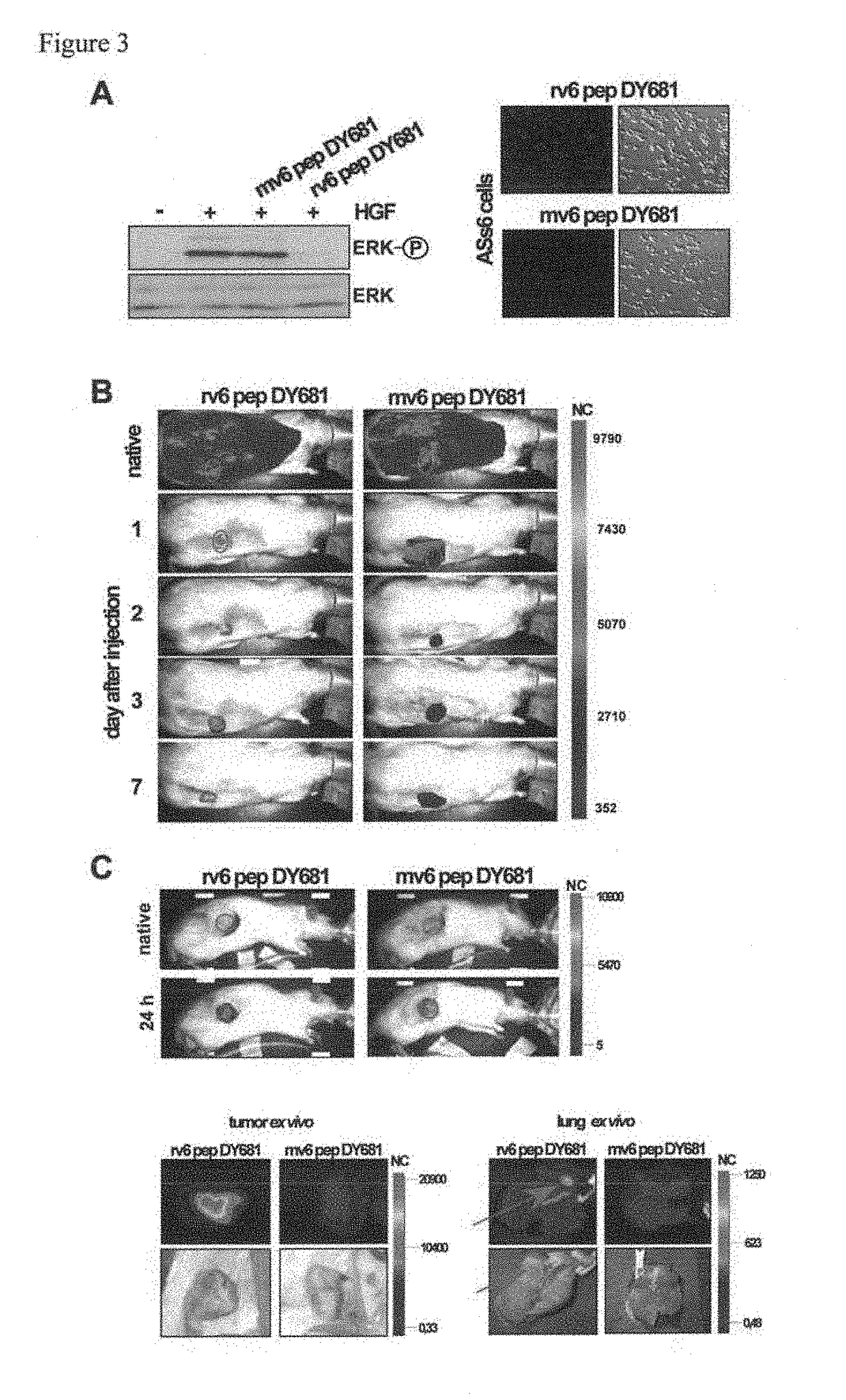 CD44V6-Derived Peptides for Treating Metastasizing Cancer