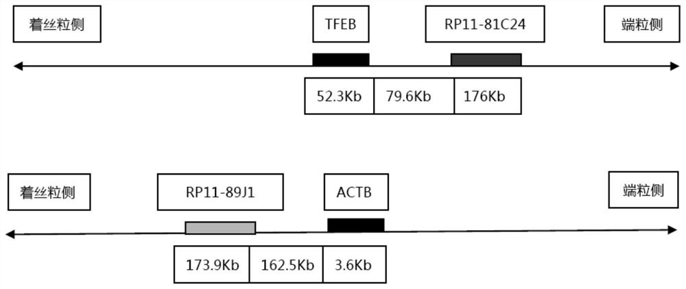 A probe combination and its application for diagnosing actb-tfeb translocation renal carcinoma