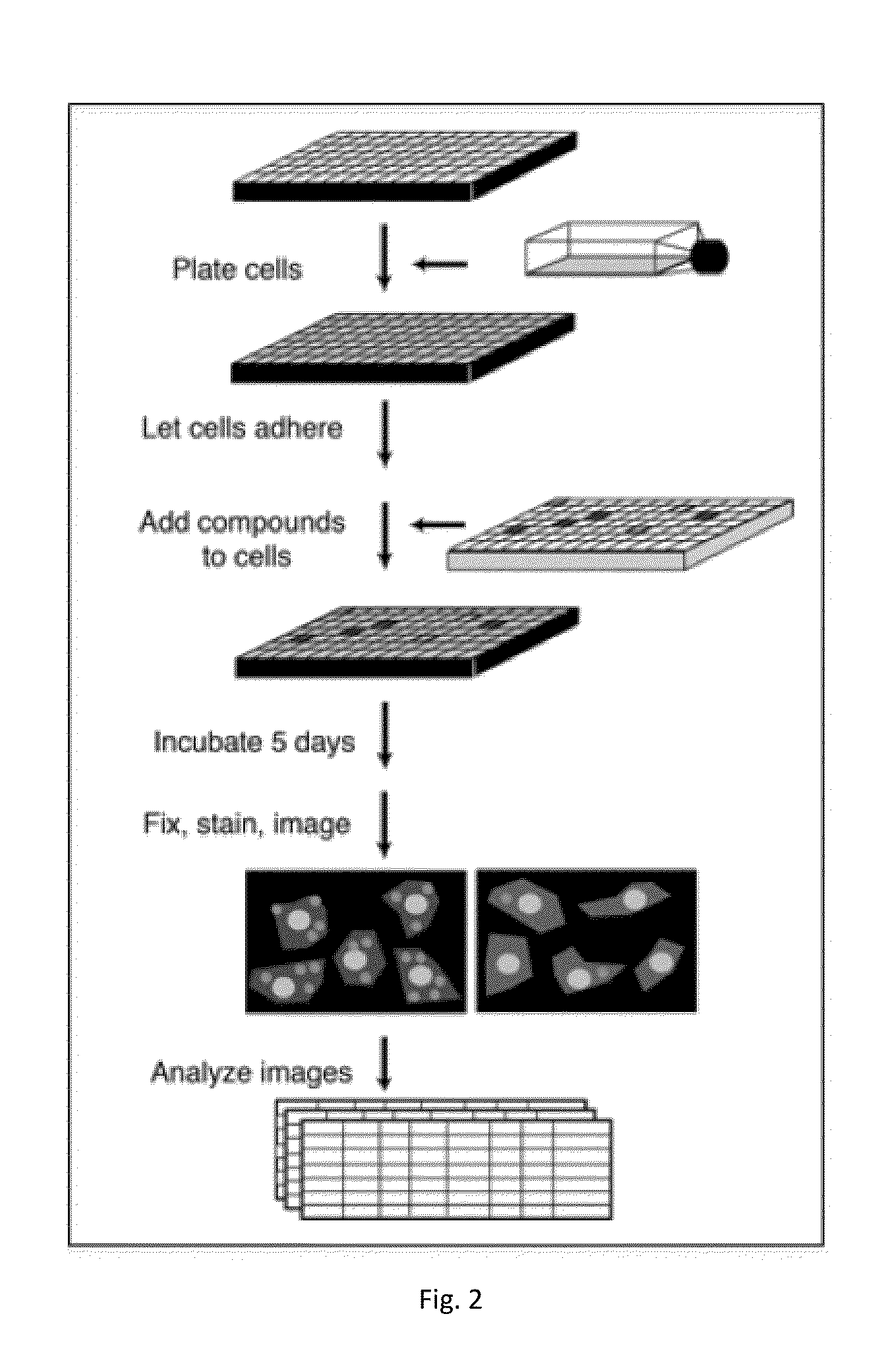 Compositions and Methods employing Wolbachia FtsZ as a target for Albendazole sulfone