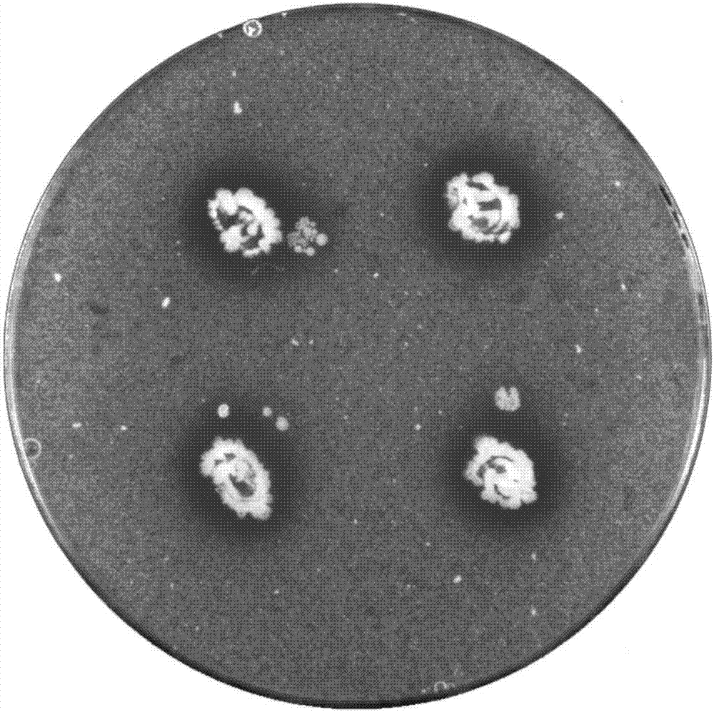 Streptococcus salivarius strain and application thereof