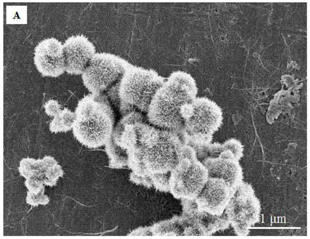 A kind of catalyst and the method for using the catalyst to prepare β-phenylethanol