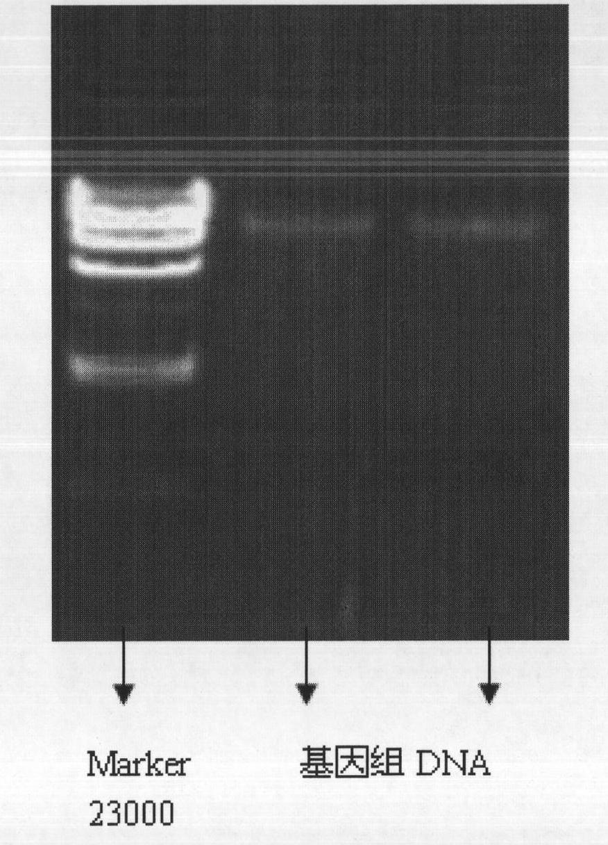 Rapid detection of KRAS (Kirsten Rat Sarcoma) gene mutation
