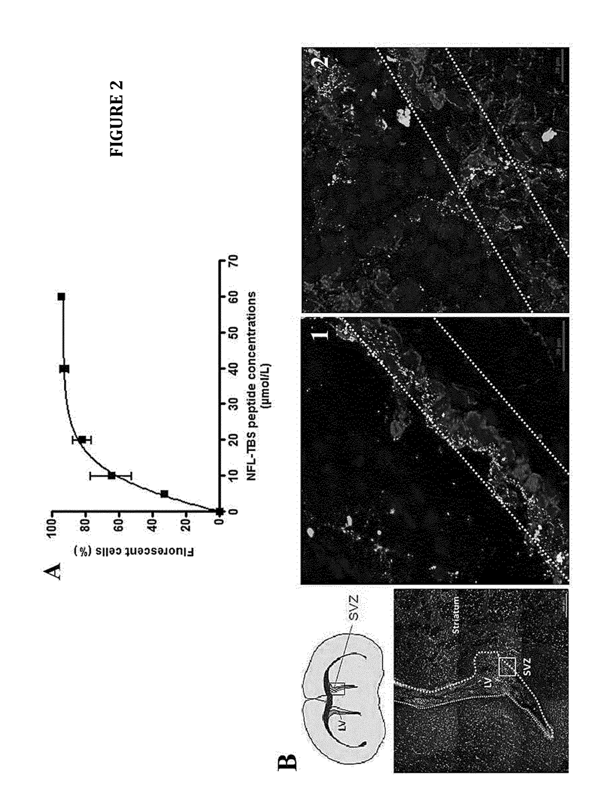 Use of a Neurofilament Peptide for Targeting Neural Stem Cells